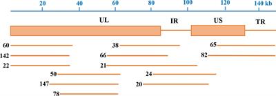 Establishment of a Fosmid Library for Pseudorabies Virus SC Strain and Application in Viral Neuronal Tracing